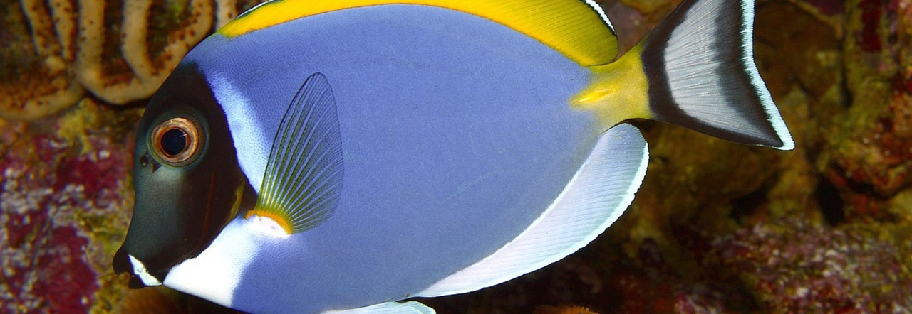 Chirurgo calypsobews