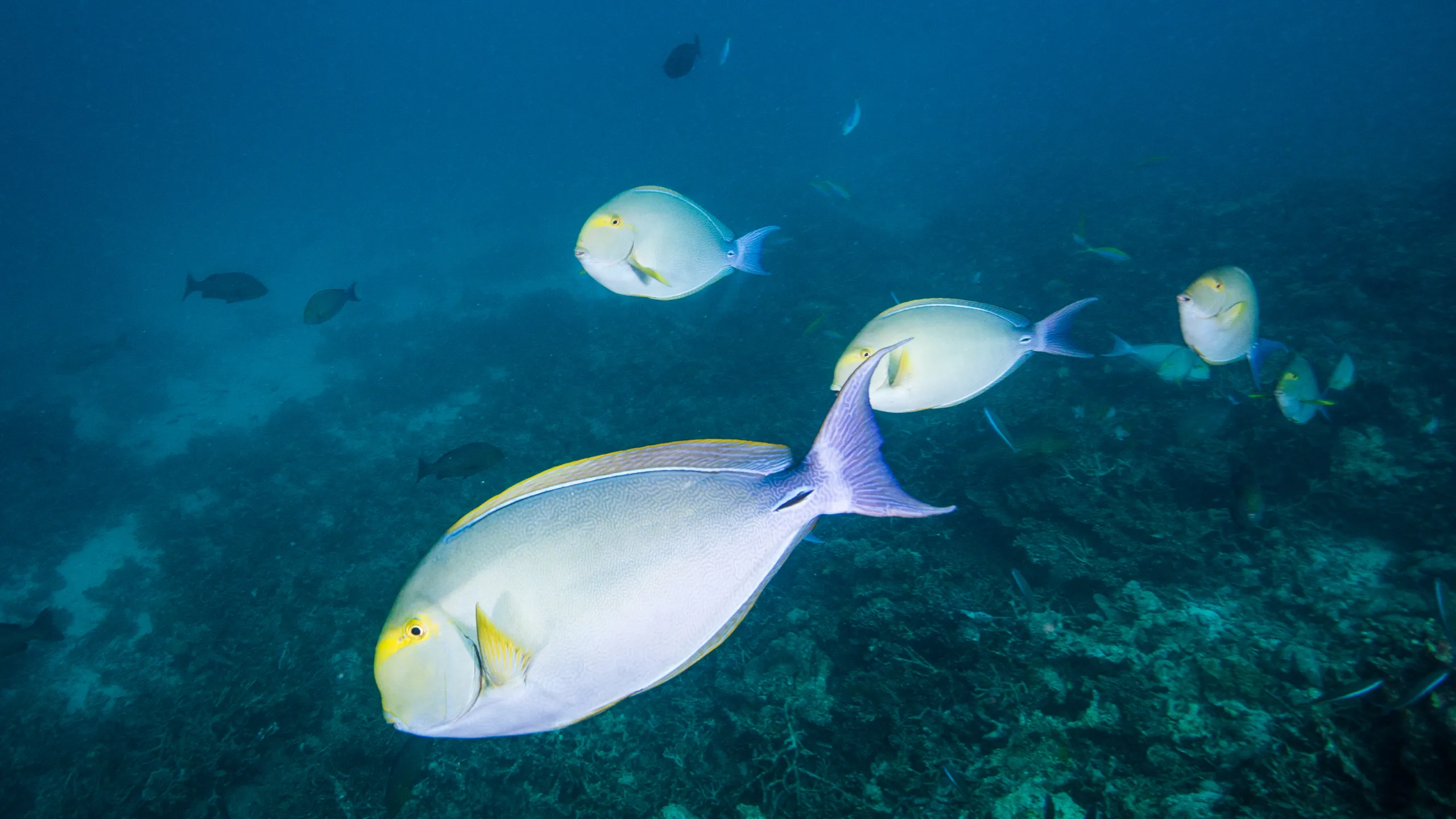 Chirurgo calypsobews2