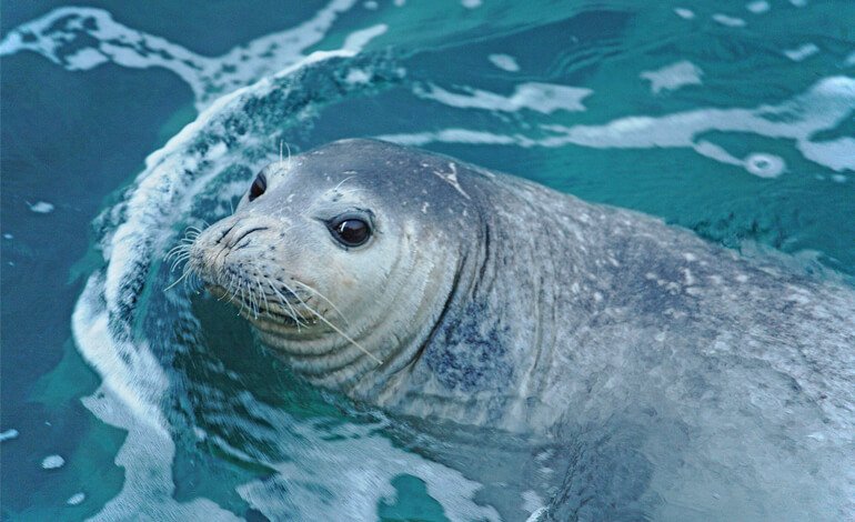 Foca monaca